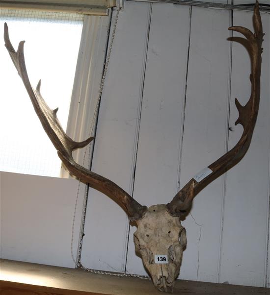 Deers skull with antlers